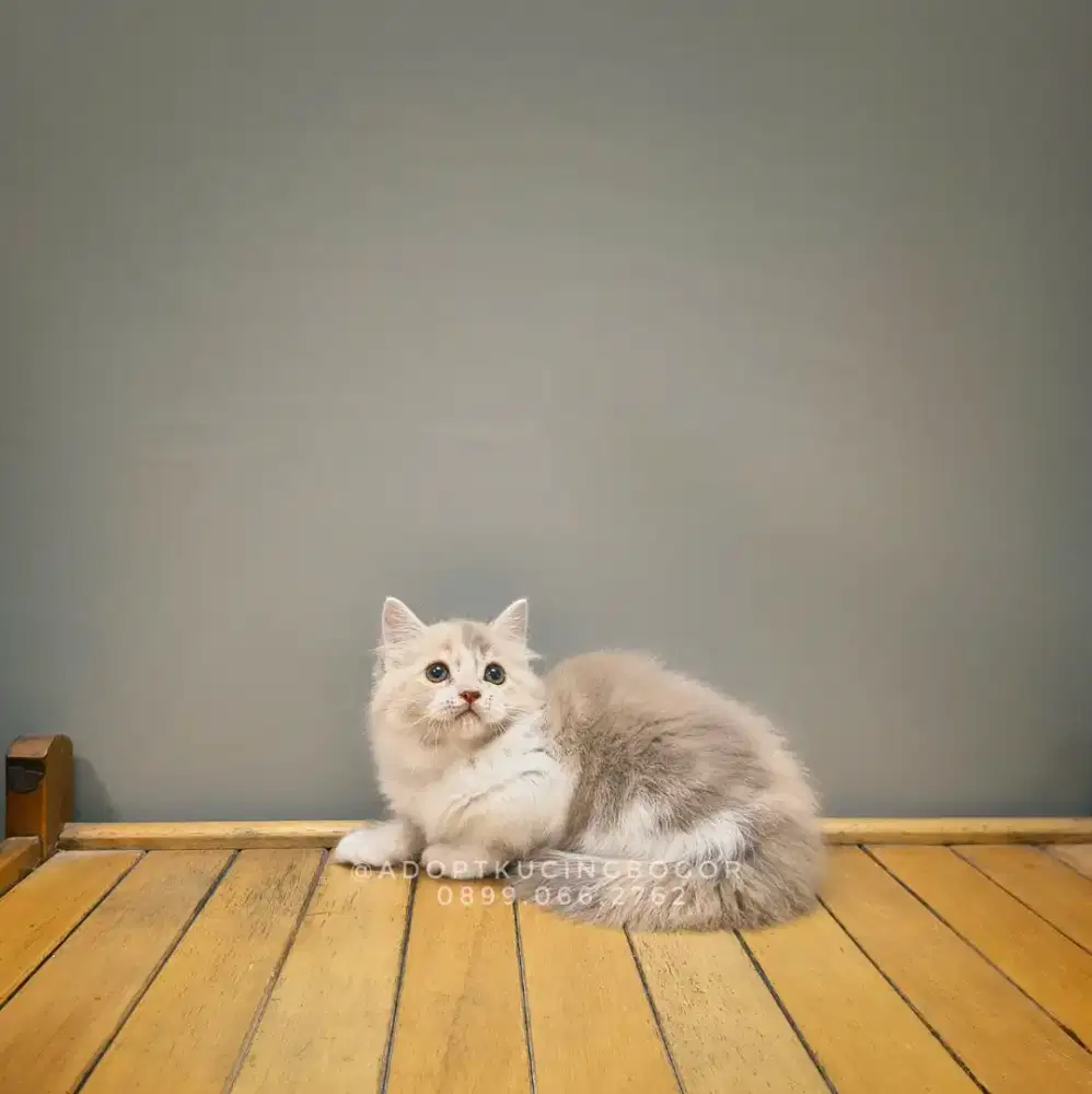 KUCING MAINECOON X PERSIA