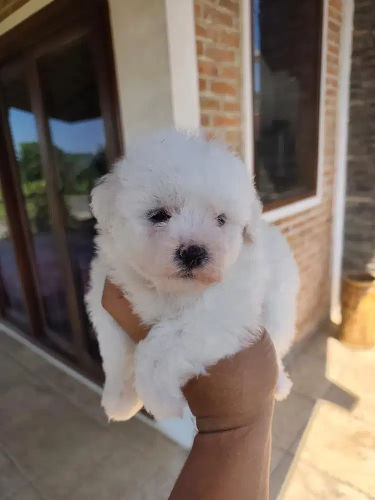 Anjing / puppies bichon frise betina