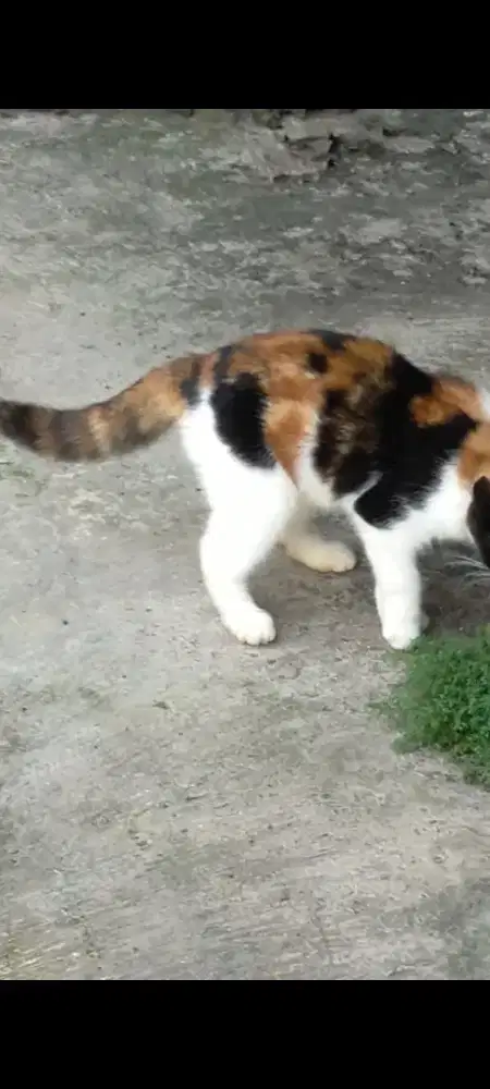 Betina birahi Calico bsh x scotis  dan munchin cebol betina birahi