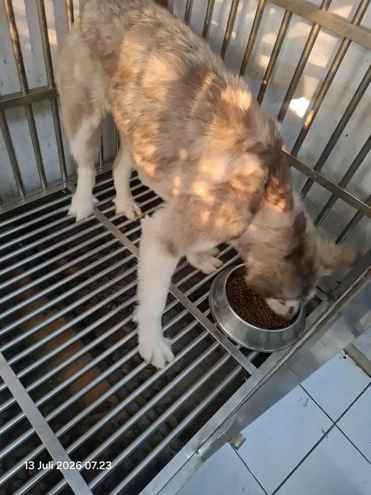 Anjing alaskan malamute betina 1.5 th
