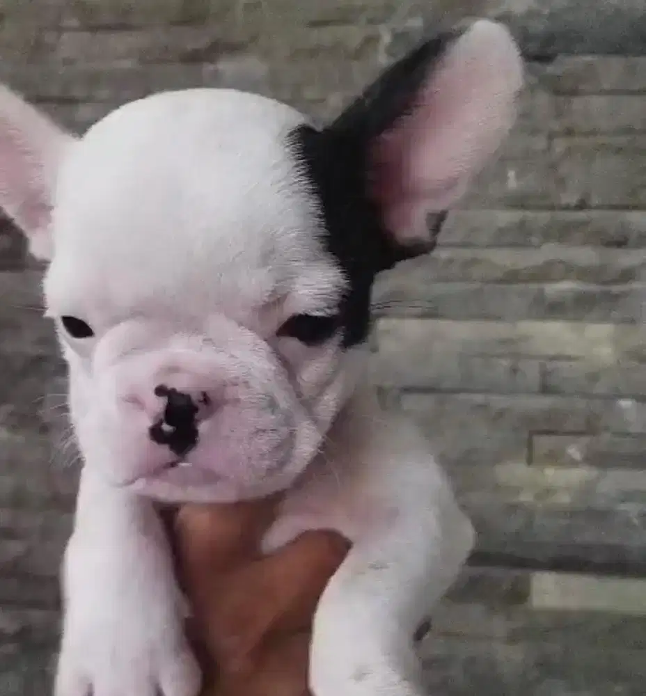 Anjing / puppies french bulldog jantan
