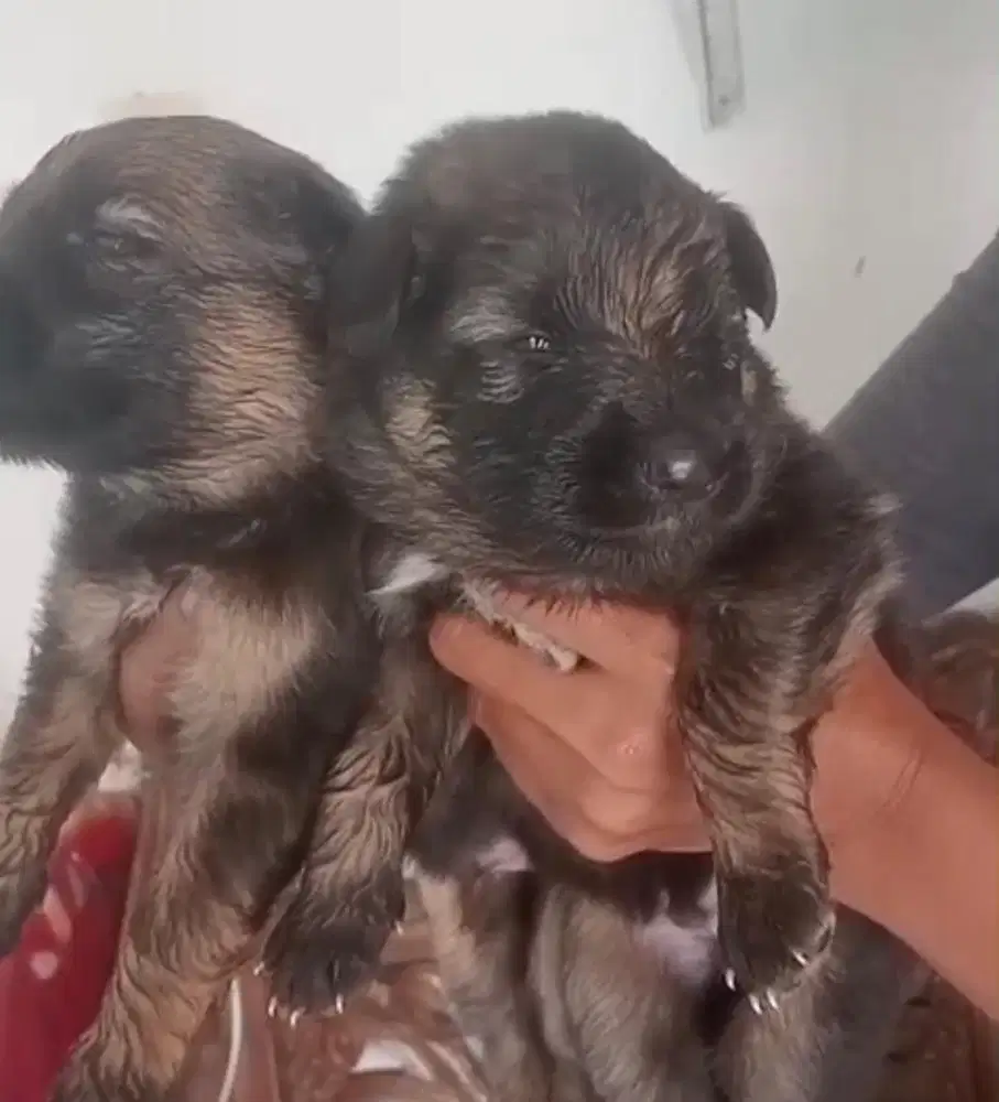 Puppies / anjing herder atau german shepherd bigbone