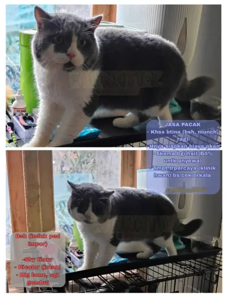 Kucing Pacak / Kawin Bsh