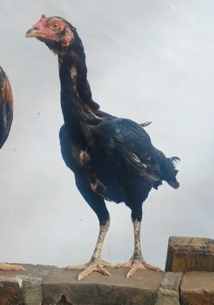 Ayam betina khoytrad