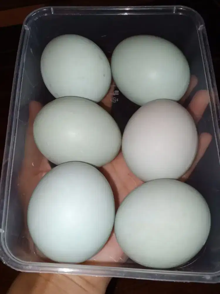 TELUR BEBEK OMEGA 3&6 FRES DARI PETERNAKAN