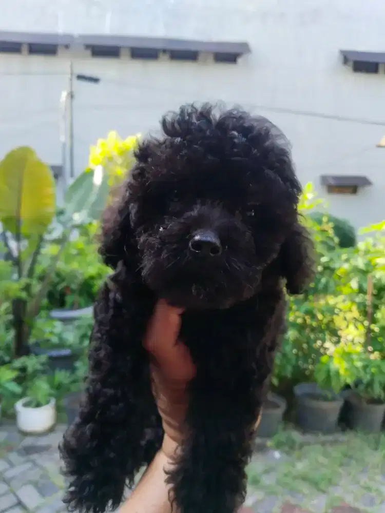 Anak anjing poodle hitam