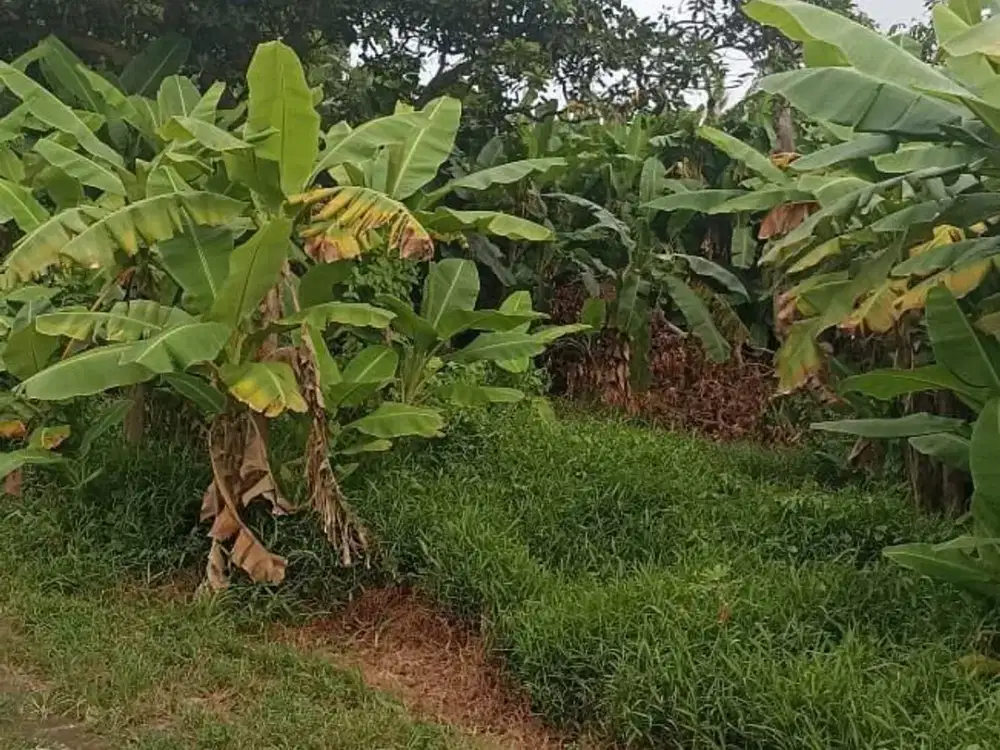 Land for sale in Mengwi, Bali