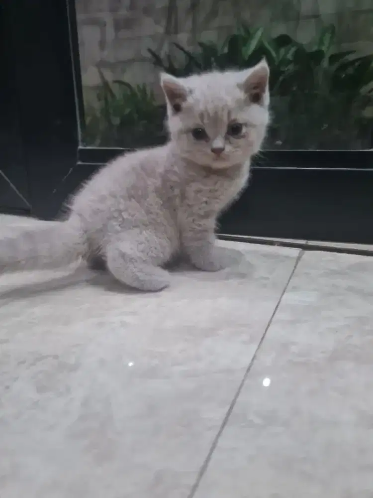 KUCING KITTEN BRITISH SHORTHAIR 100% PURE GARANSI