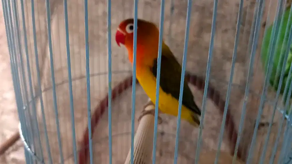 Burung Lb Ewing