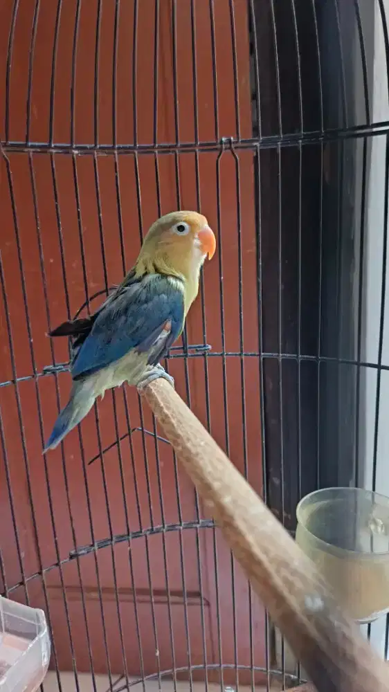 Jual fokus jual burung lovebird LB PB