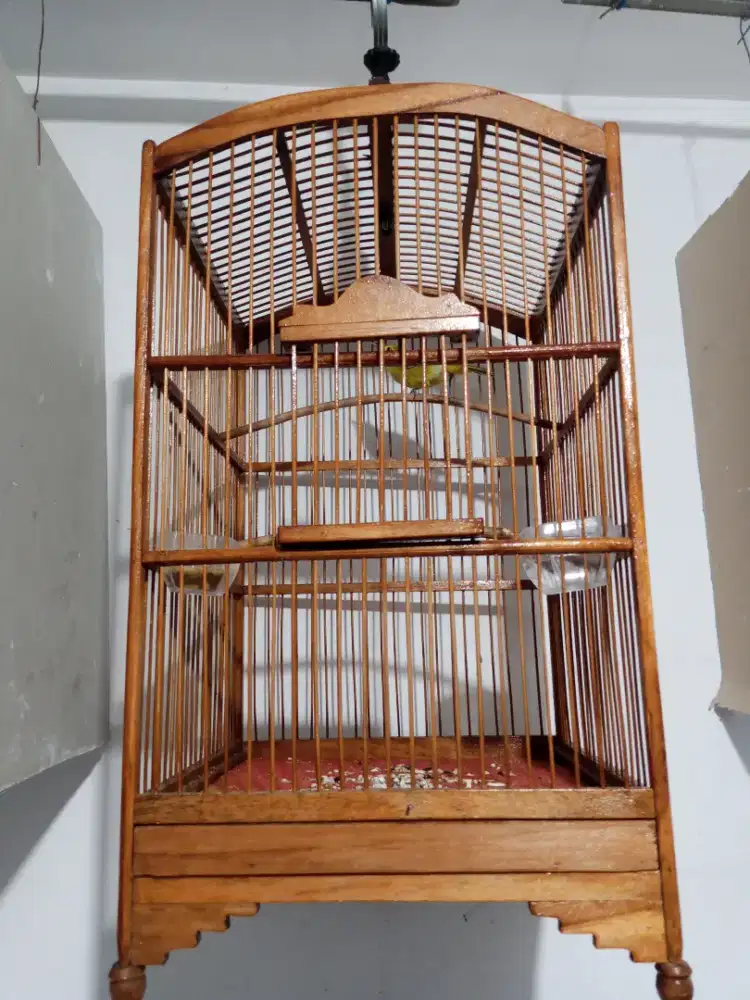 Burung cipo/sirtu gacor fulset
