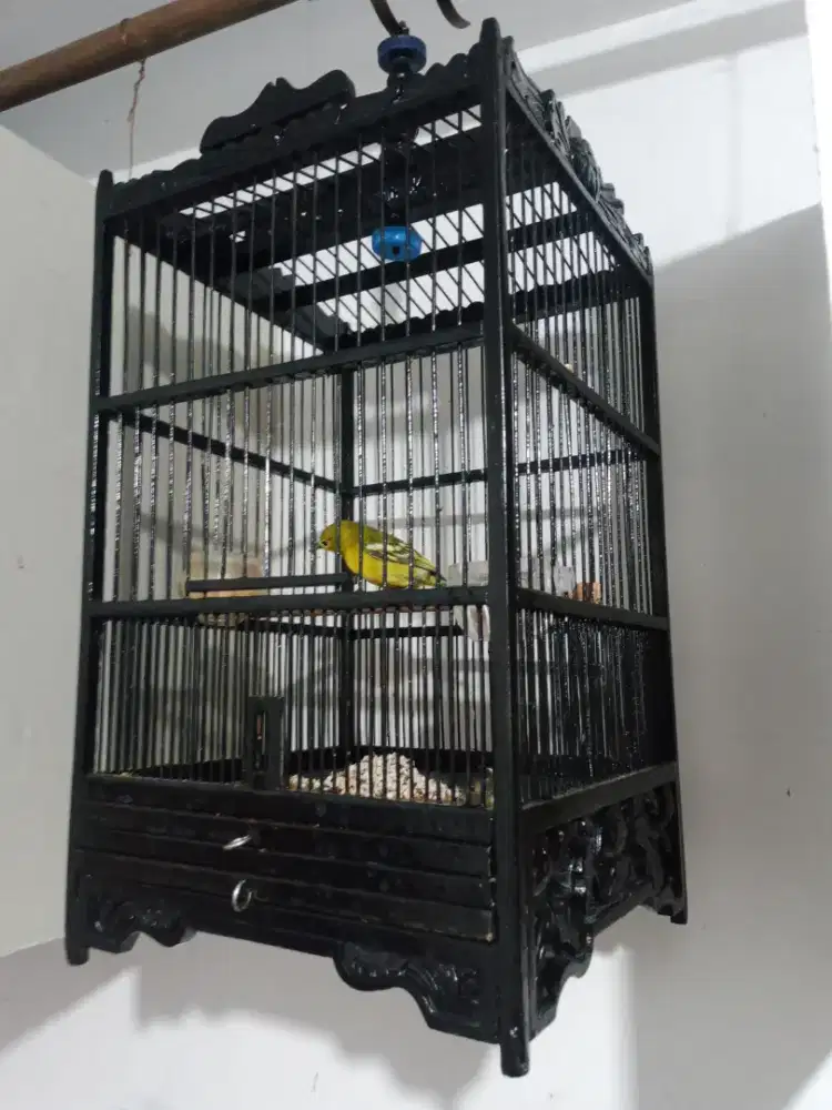 Burung sirtu/cipo rajin bunyi fulset