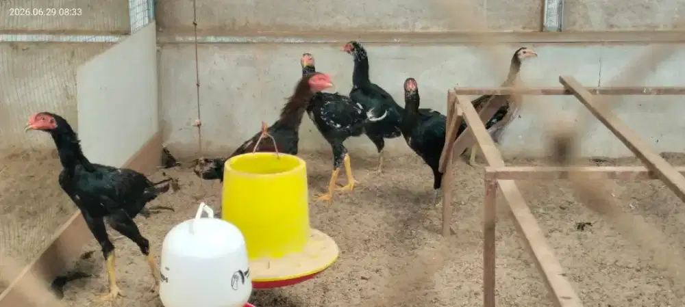 Jual ayam Bangkok dan mangon
