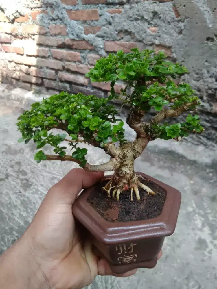 Bonsai Sancang Pot Keramik