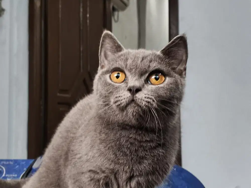 Kucing kitten bsh jantan