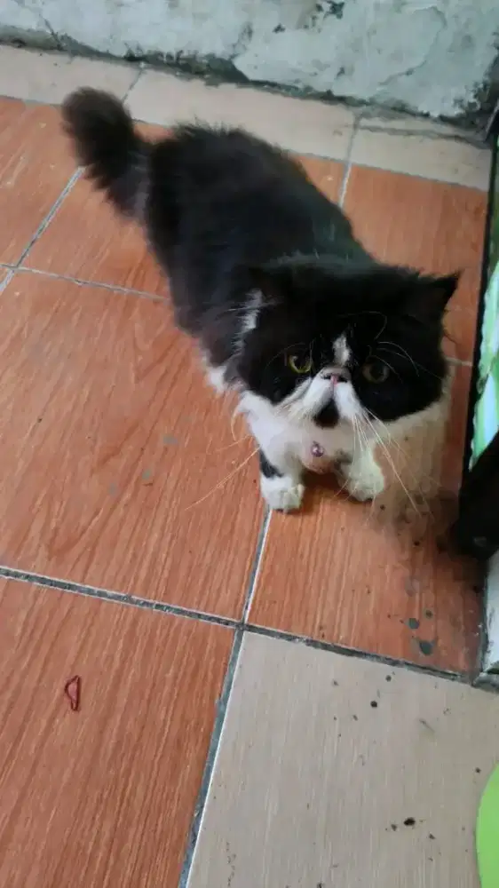 LEPAS ADOPT BETINA PEAKNOSE