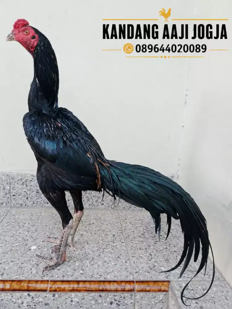 Ayam Bangkok Khoytrad