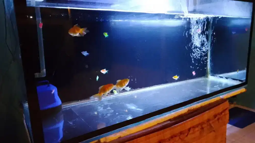 Aquarium ikan ikan