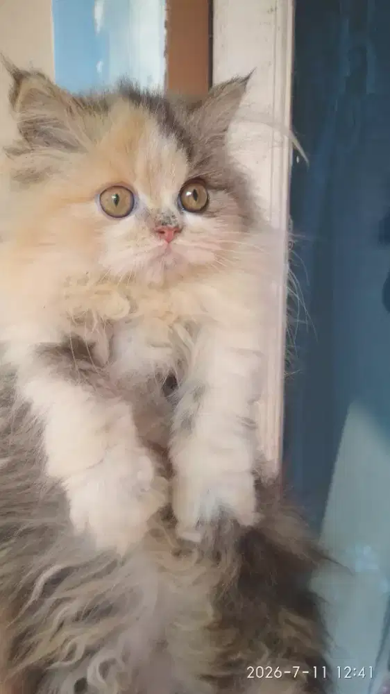 Anak Kucing Kitten Persia Flatnose Calico Betina
