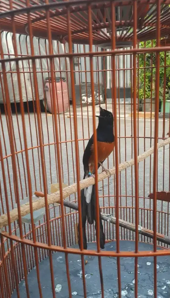 Murai prestasi anget gacor