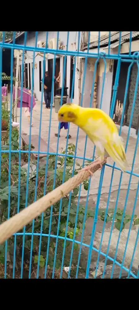 Burung kenari Paud BbxF1sf 3bln jantan riwik aktif lokk kebayoran lama