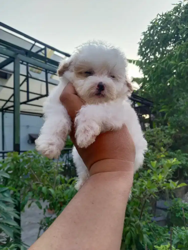 Anak anjing mini maltipo