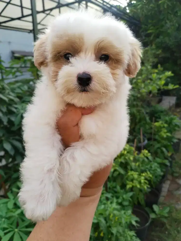 Anak anjing mini maltipo