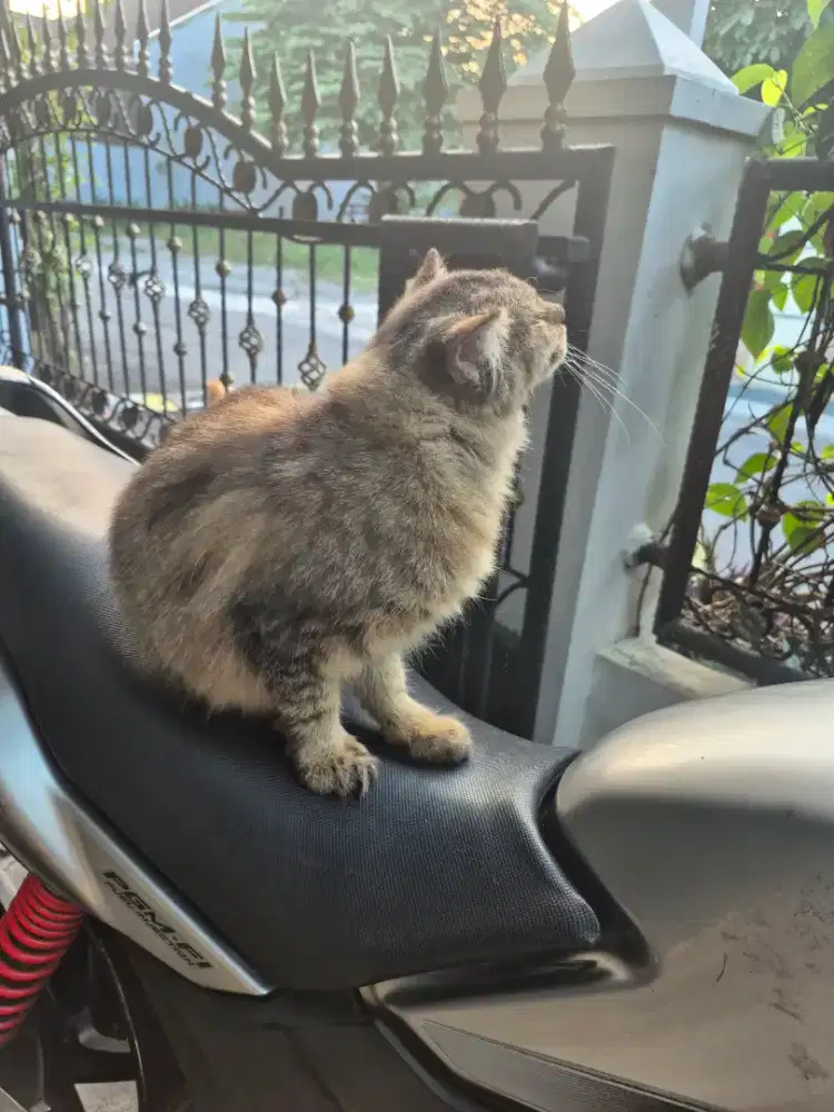 Kucing gembul mix dome eksotis jantan