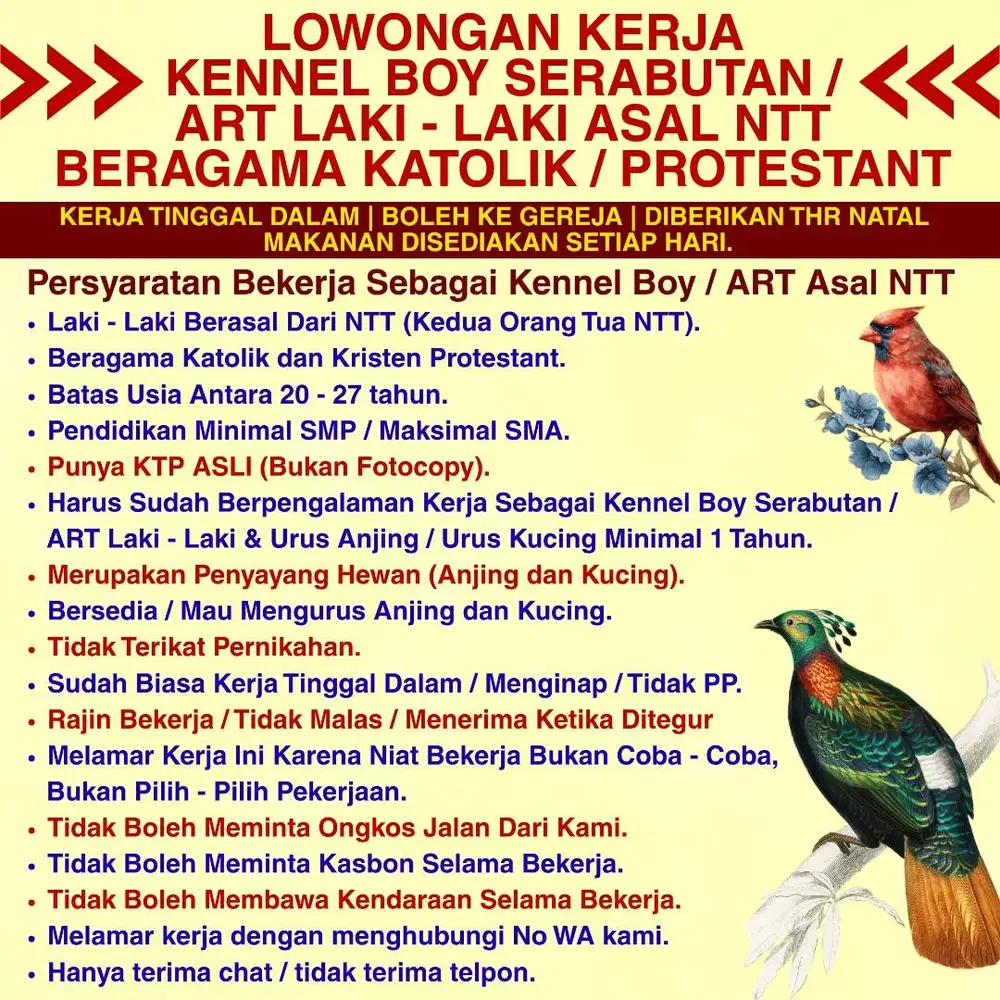 KENNEL BOY ASAL NTT / ART LAKI - LAKI ASAL NTT