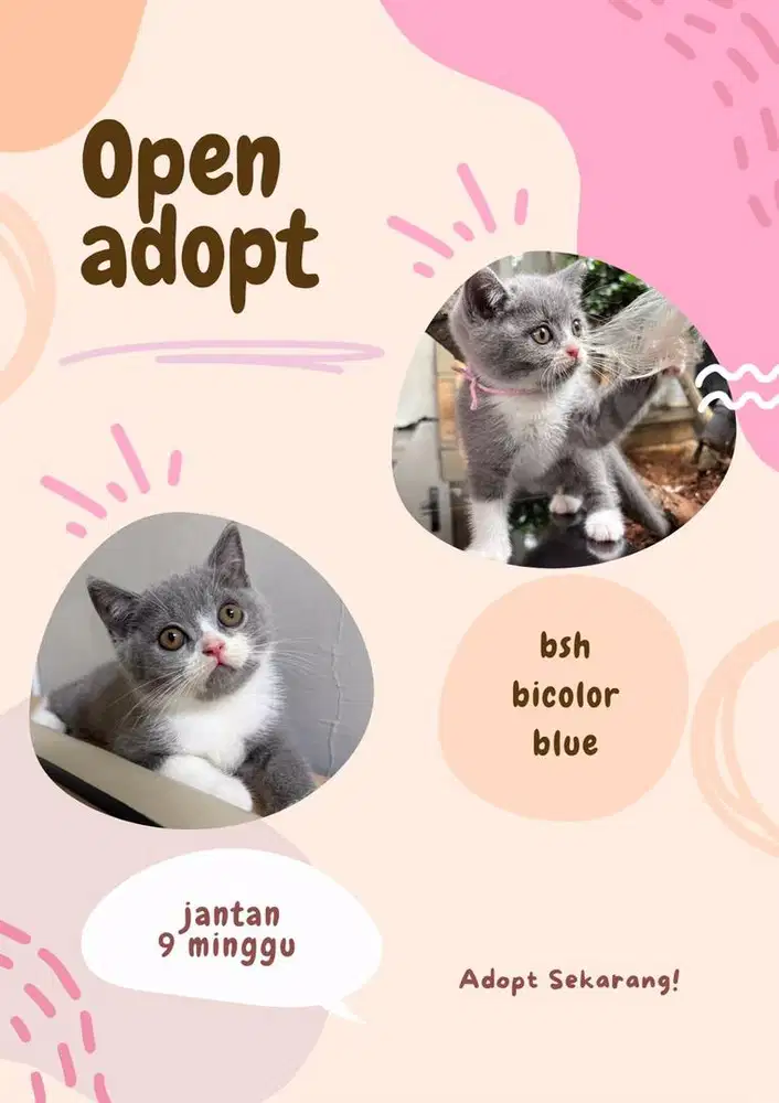 Kucing british shorthair jantan kitten