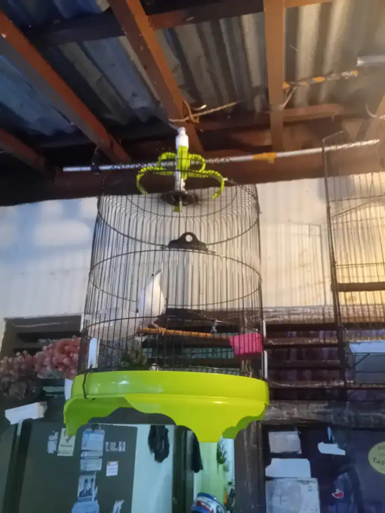 Burung jalak top big