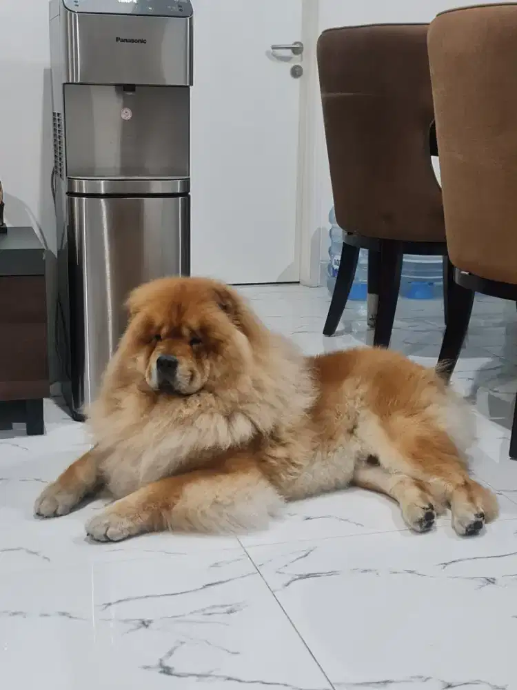 Lowongan dog groomer