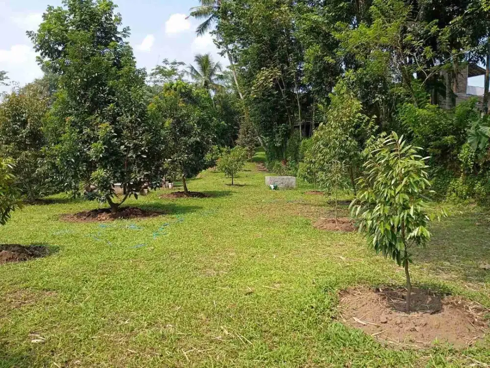 TANAH PEKARANGAN 5120M FULL KEBUN DURIAN+ ALPUKAT TIMUR BUNI PRAYUDAN MERTOYUDAN