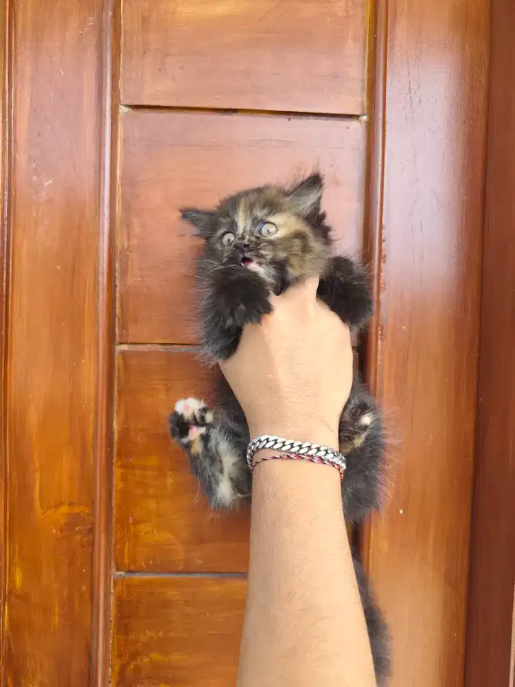 Kucing kitten betina