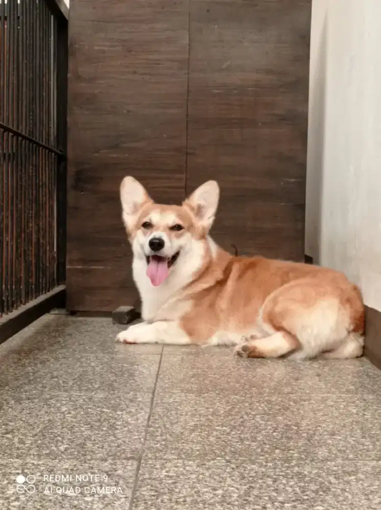 JUAL CORGIE BETINA DOB 15 DES 2020.ADA SURAT DAN VAKSIN LENGKAP.