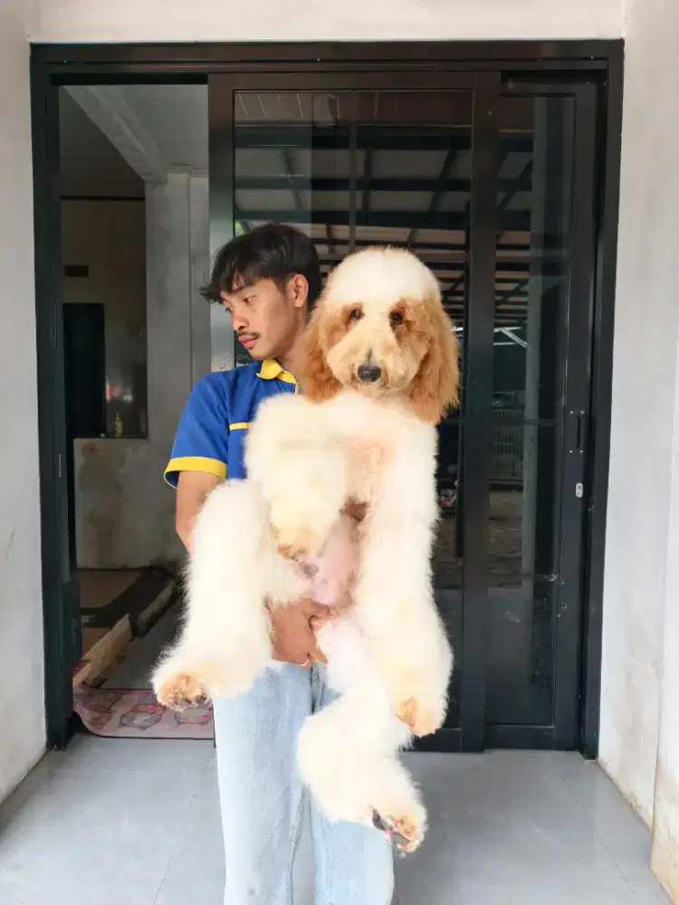 Giant poodle 4 ekor borongan 15 juta aja