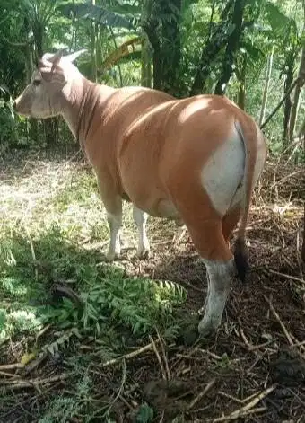 sapi kupang 300kiloan siap potong hajatan maulidan kenduri sedekahan