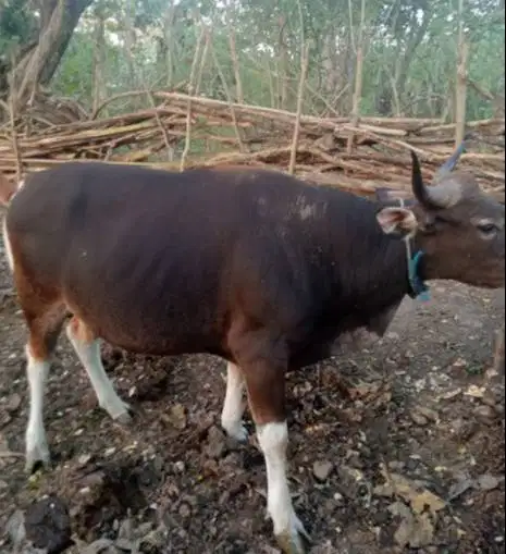 3 ekor sapi kupang jantan 200kiloan siap penggemukan kurban 2026 puas