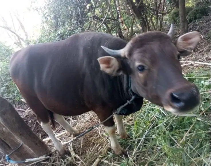 sapi kupang 300kiloan siap potong hajatan maulidan kenduri sedekahan