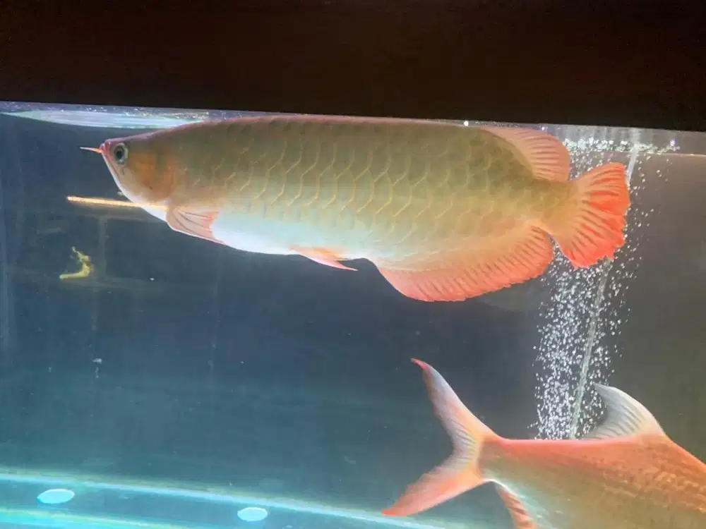 Arwana Super Red