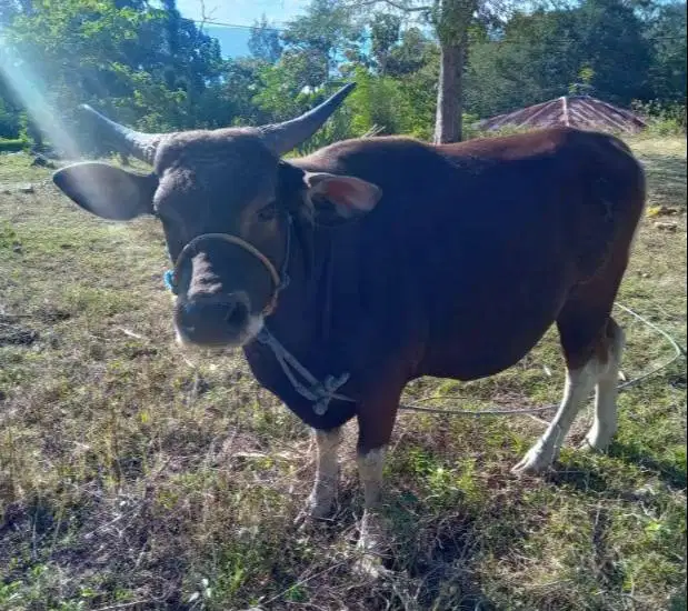 sapi kupang jantan 200kiloan siap penggemukan kurban 2027 rawatan puas