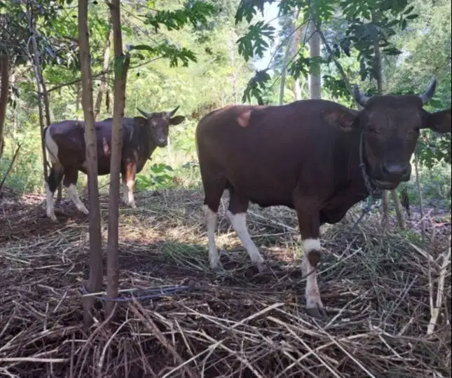 sapi kupang jantan 200kiloan siap penggemukan kurban 2027 rawatan puas