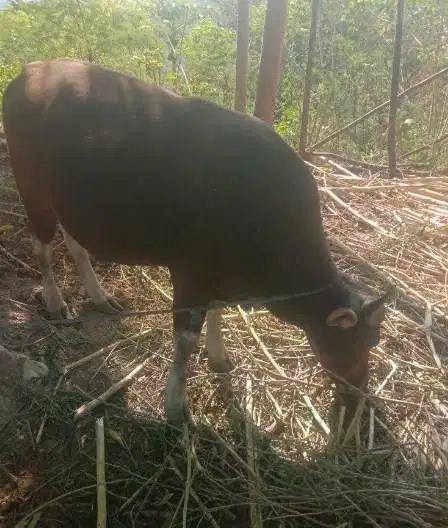 paket 3 ekor sapi kupang jantan 200kiloan siap penggemukan kurban 2027