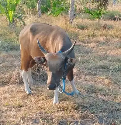 sapi kupang jantan 200kiloan siap penggemukan kurban 2027 rawatan puas
