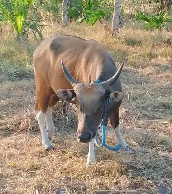 3 ekor sapi kupang jantan 200kiloan siap ternak piara penggemukan puas