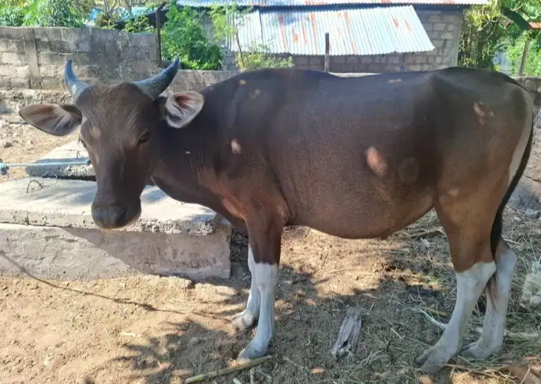 sapi kupang jantan 200kiloan siap ternak piara penggemukan puas manteb