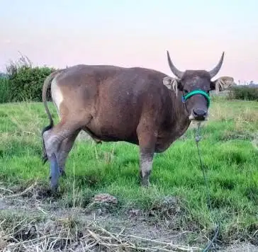 sapi kupang jantan 200kiloan siap ternak piara penggemukan puas manteb