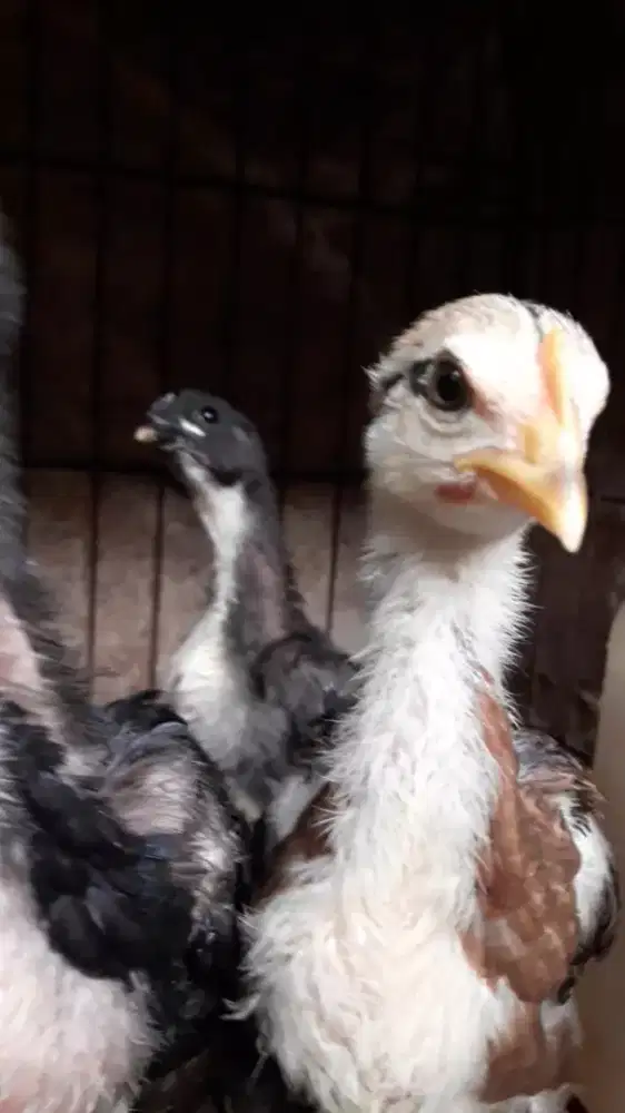 Sepasang anakan ayam pelung