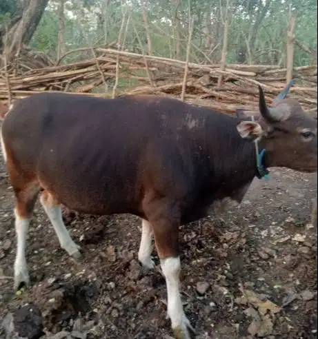 sapi kupang jantan 200kiloan siap ternak penggemukan piara puas manteb