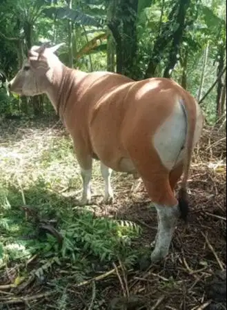 sapi kupang jantan 200kiloan siap ternak penggemukan piara puas manteb